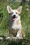 CORGI PEMBROKE 004